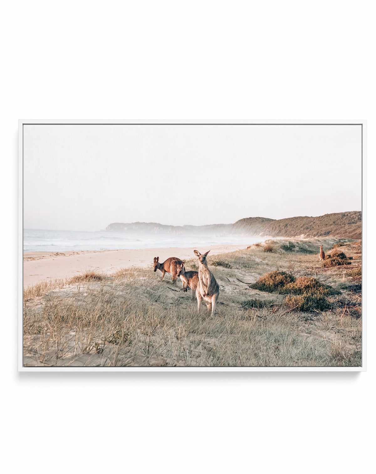 Kangaroos at Dusk | Framed Canvas-CANVAS-You can shop wall art online with Olive et Oriel for everything from abstract art to fun kids wall art. Our beautiful modern art prints and canvas art are available from large canvas prints to wall art paintings and our proudly Australian artwork collection offers only the highest quality framed large wall art and canvas art Australia - You can buy fashion photography prints or Hampton print posters and paintings on canvas from Olive et Oriel and have the