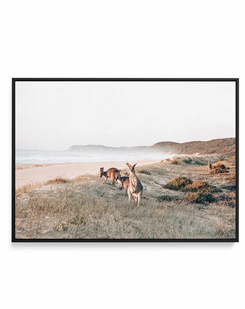 Kangaroos at Dusk | Framed Canvas-CANVAS-You can shop wall art online with Olive et Oriel for everything from abstract art to fun kids wall art. Our beautiful modern art prints and canvas art are available from large canvas prints to wall art paintings and our proudly Australian artwork collection offers only the highest quality framed large wall art and canvas art Australia - You can buy fashion photography prints or Hampton print posters and paintings on canvas from Olive et Oriel and have the