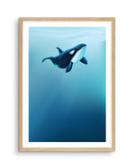 Killer | Graphic Whales Collection Art Print-PRINT-Olive et Oriel-Olive et Oriel-A5 | 5.8" x 8.3" | 14.8 x 21cm-Oak-With White Border-Buy-Australian-Art-Prints-Online-with-Olive-et-Oriel-Your-Artwork-Specialists-Austrailia-Decorate-With-Coastal-Photo-Wall-Art-Prints-From-Our-Beach-House-Artwork-Collection-Fine-Poster-and-Framed-Artwork