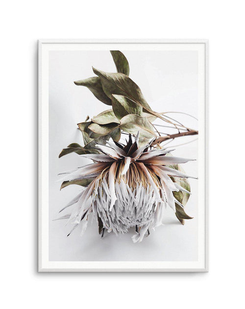 King Protea I Art Print-PRINT-Olive et Oriel-Olive et Oriel-A4 | 8.3" x 11.7" | 21 x 29.7cm-Unframed Art Print-With White Border-Buy-Australian-Art-Prints-Online-with-Olive-et-Oriel-Your-Artwork-Specialists-Austrailia-Decorate-With-Coastal-Photo-Wall-Art-Prints-From-Our-Beach-House-Artwork-Collection-Fine-Poster-and-Framed-Artwork