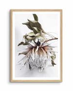 King Protea I | Fine Art Flower Print or Poster. Framed Available ...