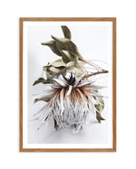 King Protea I Art Print-PRINT-Olive et Oriel-Olive et Oriel-50x70 cm | 19.6" x 27.5"-Walnut-With White Border-Buy-Australian-Art-Prints-Online-with-Olive-et-Oriel-Your-Artwork-Specialists-Austrailia-Decorate-With-Coastal-Photo-Wall-Art-Prints-From-Our-Beach-House-Artwork-Collection-Fine-Poster-and-Framed-Artwork