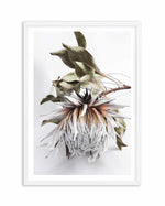 King Protea I Art Print-PRINT-Olive et Oriel-Olive et Oriel-A4 | 8.3" x 11.7" | 21 x 29.7cm-White-With White Border-Buy-Australian-Art-Prints-Online-with-Olive-et-Oriel-Your-Artwork-Specialists-Austrailia-Decorate-With-Coastal-Photo-Wall-Art-Prints-From-Our-Beach-House-Artwork-Collection-Fine-Poster-and-Framed-Artwork