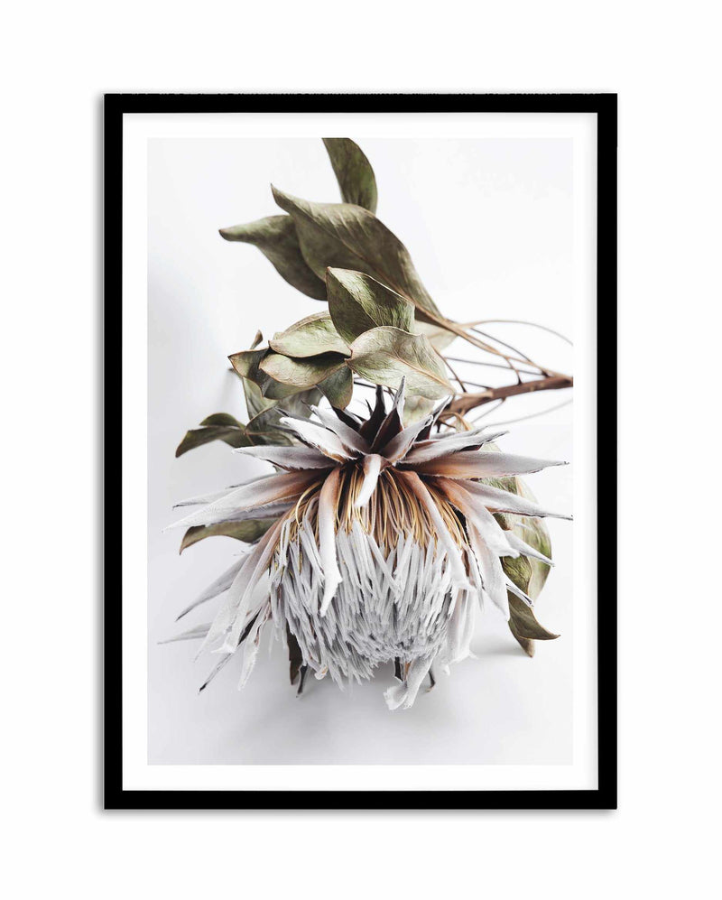 King Protea I Art Print-PRINT-Olive et Oriel-Olive et Oriel-A4 | 8.3" x 11.7" | 21 x 29.7cm-Black-With White Border-Buy-Australian-Art-Prints-Online-with-Olive-et-Oriel-Your-Artwork-Specialists-Austrailia-Decorate-With-Coastal-Photo-Wall-Art-Prints-From-Our-Beach-House-Artwork-Collection-Fine-Poster-and-Framed-Artwork