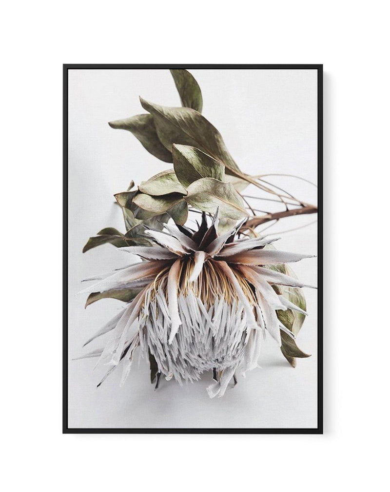 King Protea I | Framed Canvas-CANVAS-You can shop wall art online with Olive et Oriel for everything from abstract art to fun kids wall art. Our beautiful modern art prints and canvas art are available from large canvas prints to wall art paintings and our proudly Australian artwork collection offers only the highest quality framed large wall art and canvas art Australia - You can buy fashion photography prints or Hampton print posters and paintings on canvas from Olive et Oriel and have them de