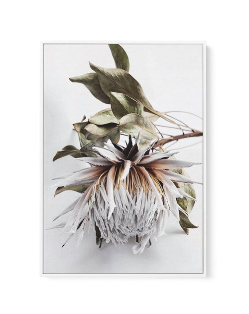 King Protea I | Framed Canvas-CANVAS-You can shop wall art online with Olive et Oriel for everything from abstract art to fun kids wall art. Our beautiful modern art prints and canvas art are available from large canvas prints to wall art paintings and our proudly Australian artwork collection offers only the highest quality framed large wall art and canvas art Australia - You can buy fashion photography prints or Hampton print posters and paintings on canvas from Olive et Oriel and have them de