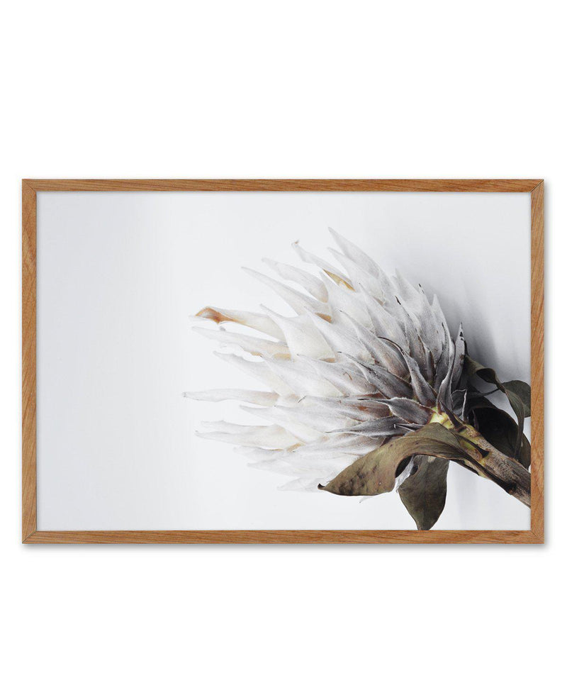 King Protea II Art Print-PRINT-Olive et Oriel-Olive et Oriel-50x70 cm | 19.6" x 27.5"-Walnut-With White Border-Buy-Australian-Art-Prints-Online-with-Olive-et-Oriel-Your-Artwork-Specialists-Austrailia-Decorate-With-Coastal-Photo-Wall-Art-Prints-From-Our-Beach-House-Artwork-Collection-Fine-Poster-and-Framed-Artwork