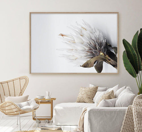 King Protea II Art Print-PRINT-Olive et Oriel-Olive et Oriel-Buy-Australian-Art-Prints-Online-with-Olive-et-Oriel-Your-Artwork-Specialists-Austrailia-Decorate-With-Coastal-Photo-Wall-Art-Prints-From-Our-Beach-House-Artwork-Collection-Fine-Poster-and-Framed-Artwork