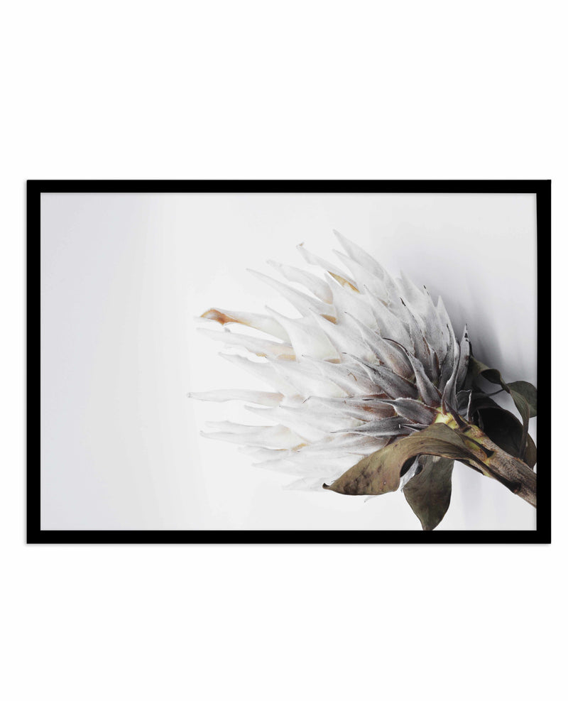 King Protea II Art Print-PRINT-Olive et Oriel-Olive et Oriel-A4 | 8.3" x 11.7" | 21 x 29.7cm-Black-With White Border-Buy-Australian-Art-Prints-Online-with-Olive-et-Oriel-Your-Artwork-Specialists-Austrailia-Decorate-With-Coastal-Photo-Wall-Art-Prints-From-Our-Beach-House-Artwork-Collection-Fine-Poster-and-Framed-Artwork