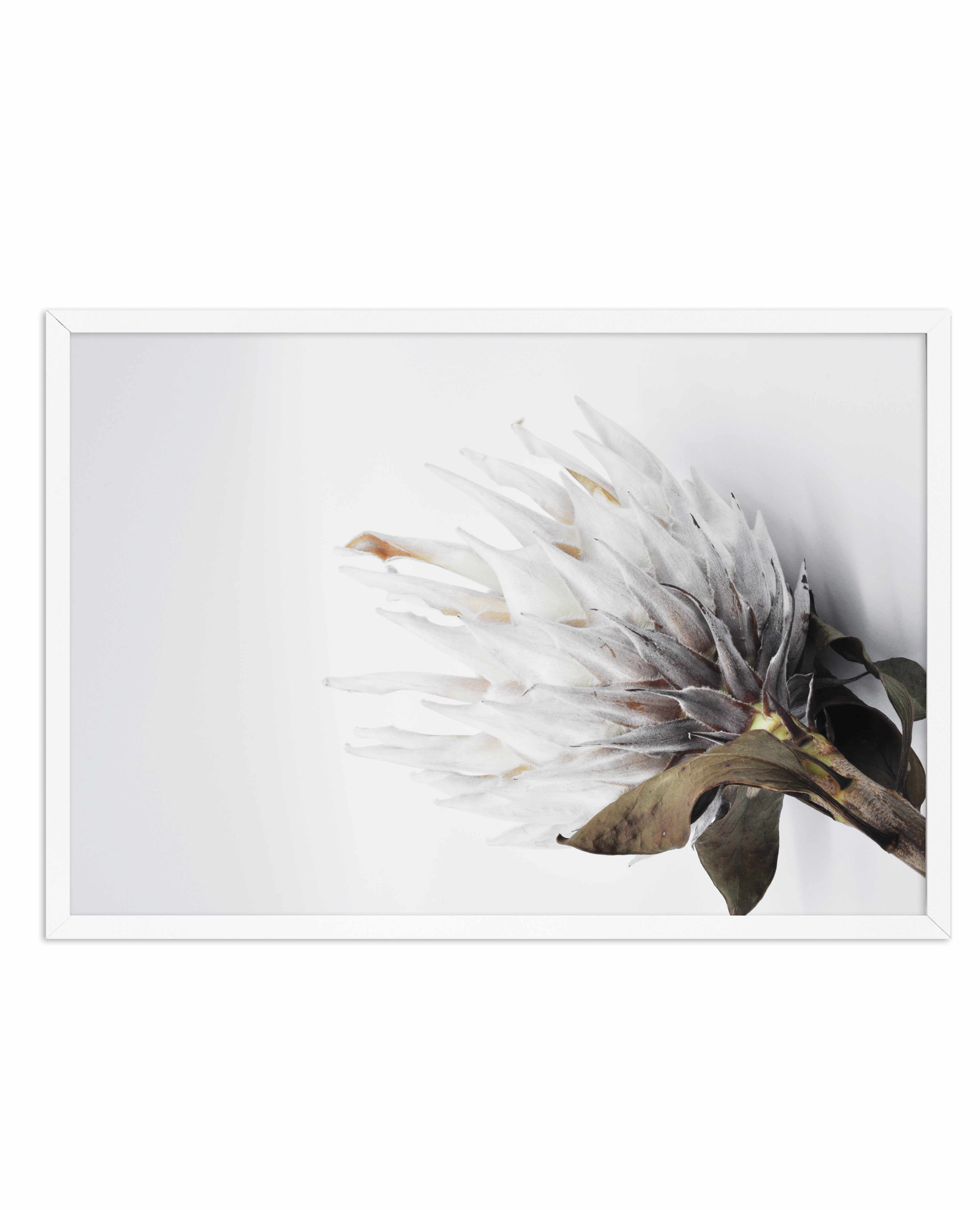 King Protea II Art Print-PRINT-Olive et Oriel-Olive et Oriel-A4 | 8.3" x 11.7" | 21 x 29.7cm-White-With White Border-Buy-Australian-Art-Prints-Online-with-Olive-et-Oriel-Your-Artwork-Specialists-Austrailia-Decorate-With-Coastal-Photo-Wall-Art-Prints-From-Our-Beach-House-Artwork-Collection-Fine-Poster-and-Framed-Artwork