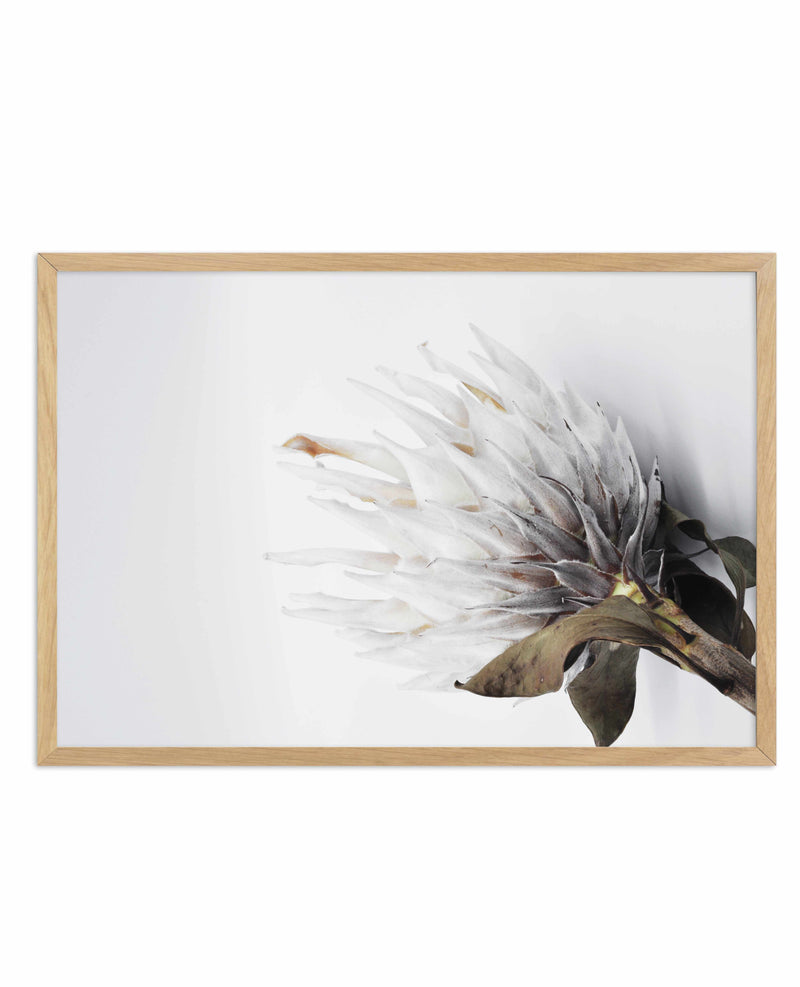 King Protea II Art Print-PRINT-Olive et Oriel-Olive et Oriel-A4 | 8.3" x 11.7" | 21 x 29.7cm-Oak-With White Border-Buy-Australian-Art-Prints-Online-with-Olive-et-Oriel-Your-Artwork-Specialists-Austrailia-Decorate-With-Coastal-Photo-Wall-Art-Prints-From-Our-Beach-House-Artwork-Collection-Fine-Poster-and-Framed-Artwork