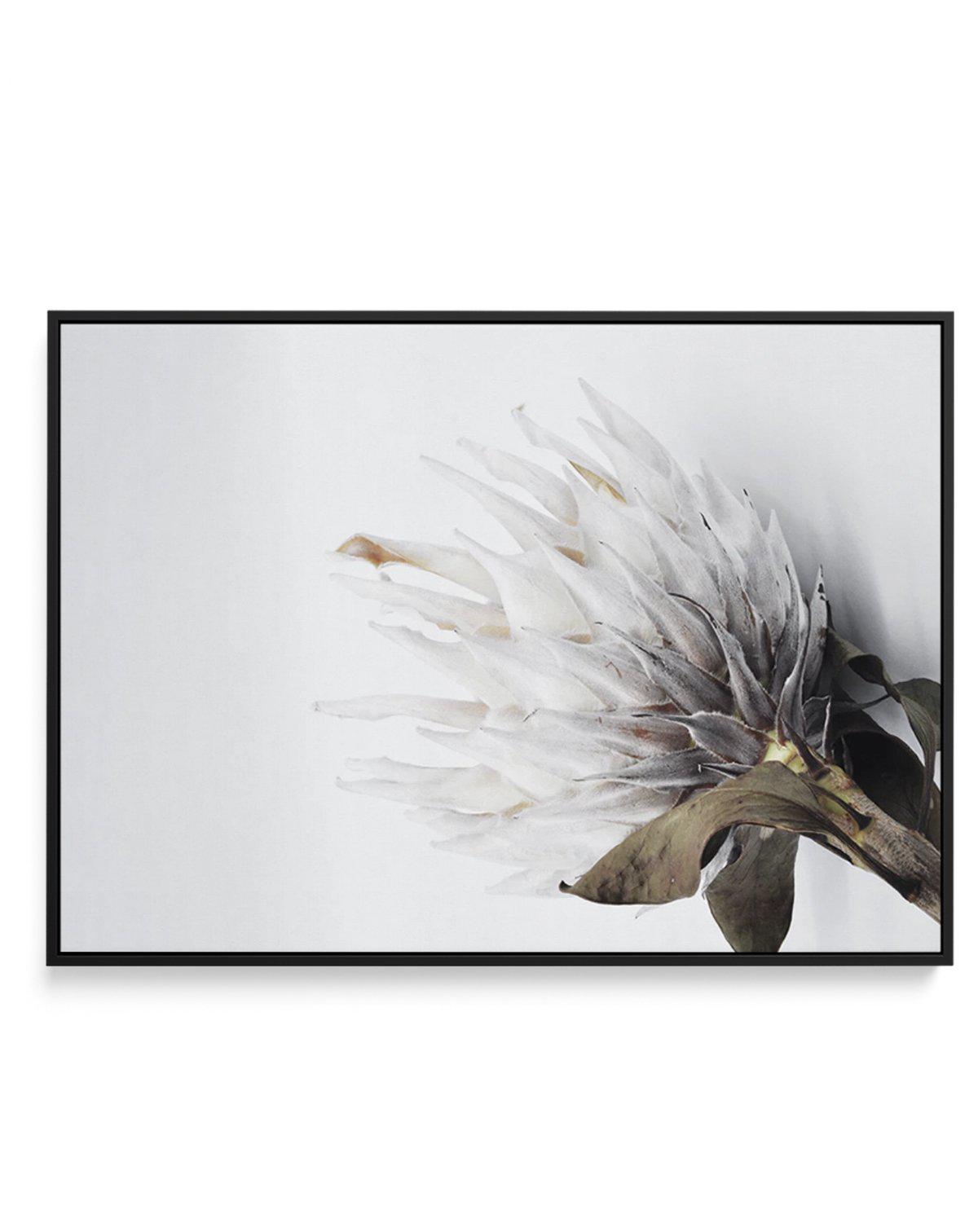 King Protea II | Framed Canvas-CANVAS-You can shop wall art online with Olive et Oriel for everything from abstract art to fun kids wall art. Our beautiful modern art prints and canvas art are available from large canvas prints to wall art paintings and our proudly Australian artwork collection offers only the highest quality framed large wall art and canvas art Australia - You can buy fashion photography prints or Hampton print posters and paintings on canvas from Olive et Oriel and have them d