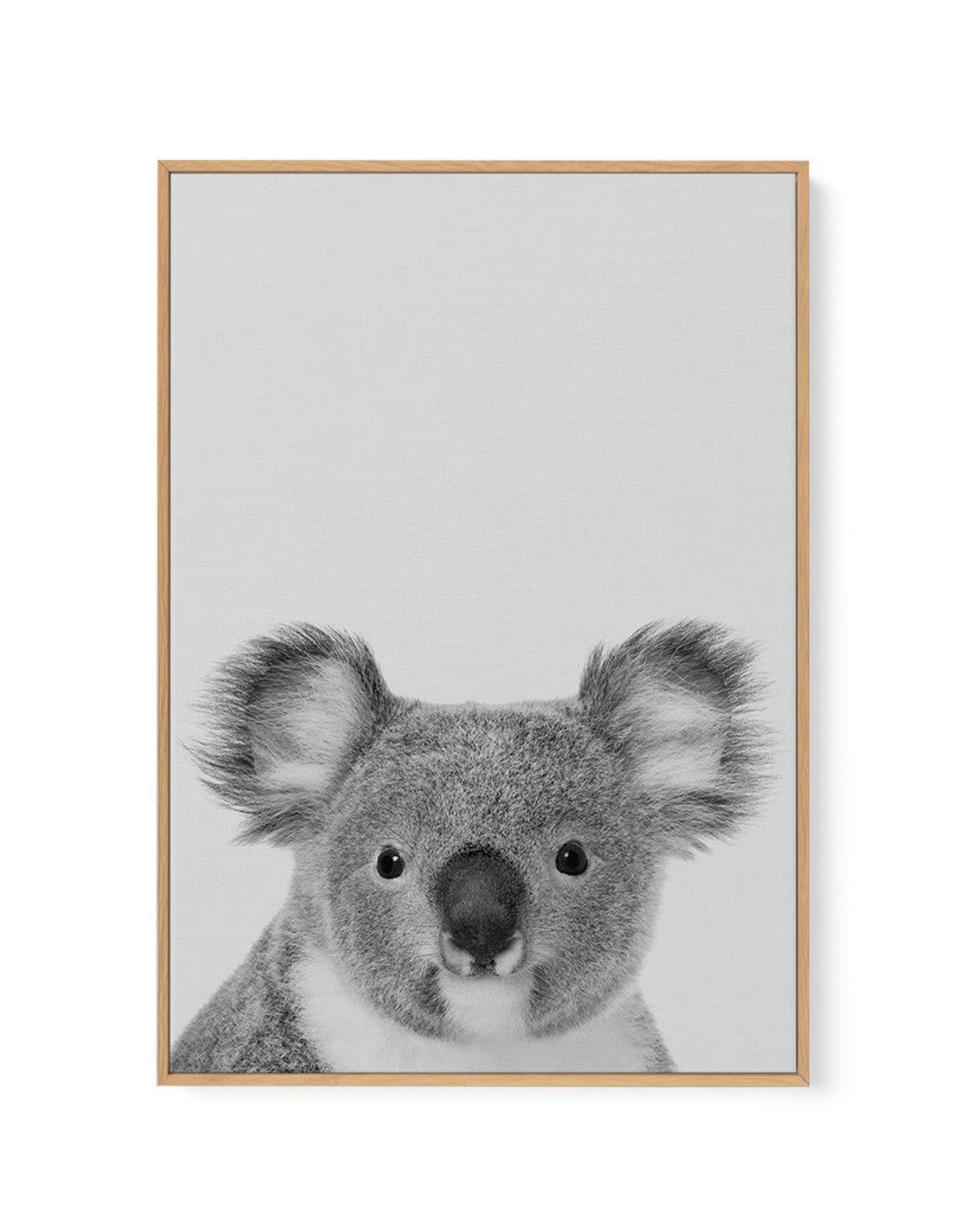 Koala | Grey | Framed Canvas-CANVAS-You can shop wall art online with Olive et Oriel for everything from abstract art to fun kids wall art. Our beautiful modern art prints and canvas art are available from large canvas prints to wall art paintings and our proudly Australian artwork collection offers only the highest quality framed large wall art and canvas art Australia - You can buy fashion photography prints or Hampton print posters and paintings on canvas from Olive et Oriel and have them del