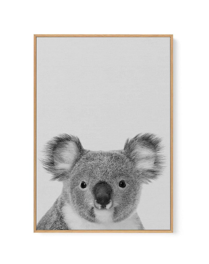 Koala  Grey - Modern Australian Fine Art Framed Canvas Artwork