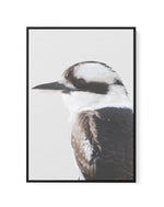 Kookaburra I | Framed Canvas-CANVAS-You can shop wall art online with Olive et Oriel for everything from abstract art to fun kids wall art. Our beautiful modern art prints and canvas art are available from large canvas prints to wall art paintings and our proudly Australian artwork collection offers only the highest quality framed large wall art and canvas art Australia - You can buy fashion photography prints or Hampton print posters and paintings on canvas from Olive et Oriel and have them del