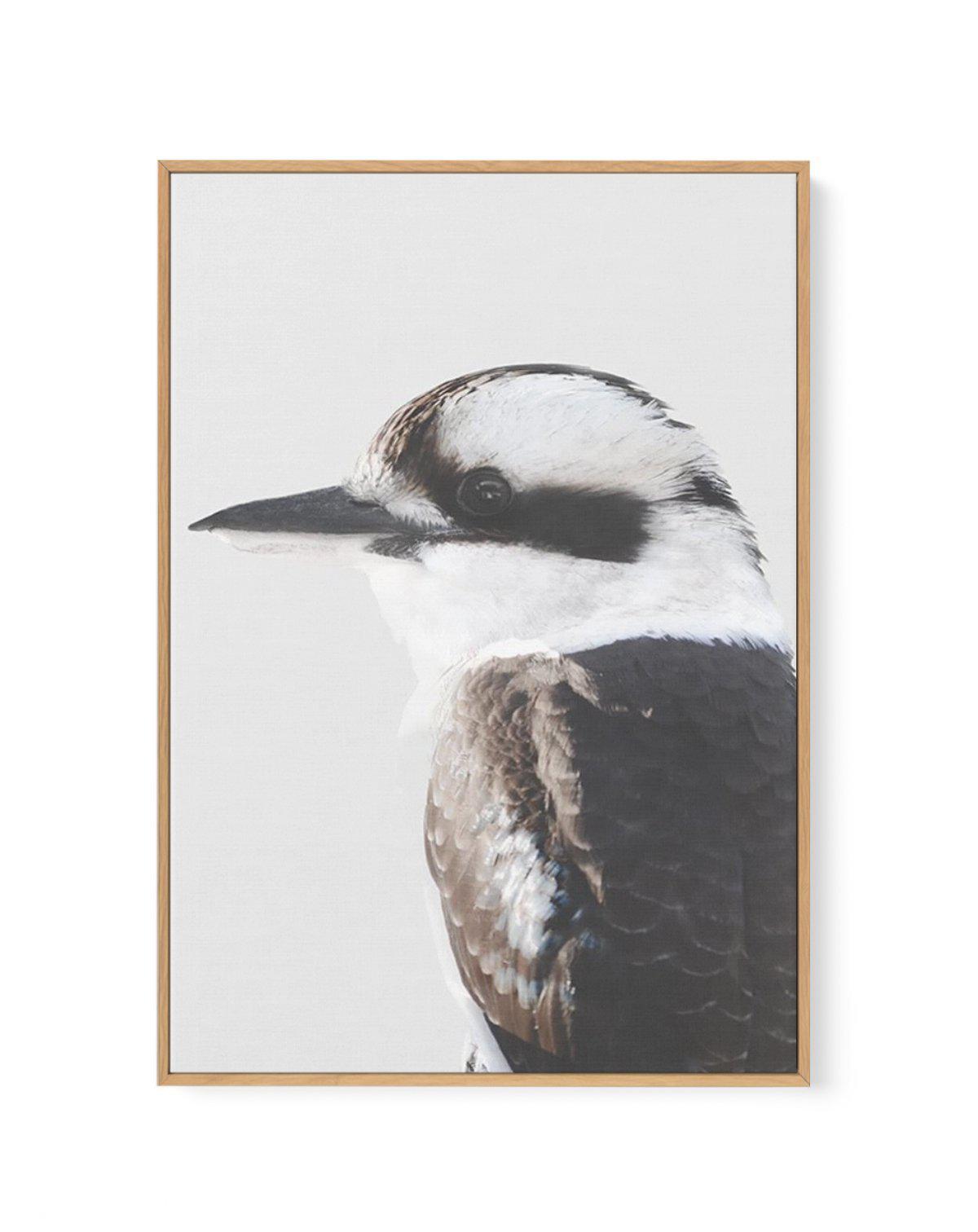 Kookaburra I | Framed Canvas-CANVAS-You can shop wall art online with Olive et Oriel for everything from abstract art to fun kids wall art. Our beautiful modern art prints and canvas art are available from large canvas prints to wall art paintings and our proudly Australian artwork collection offers only the highest quality framed large wall art and canvas art Australia - You can buy fashion photography prints or Hampton print posters and paintings on canvas from Olive et Oriel and have them del