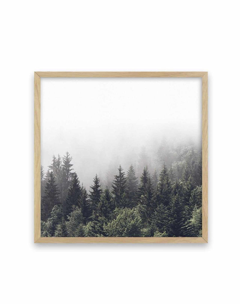 Misty Forest SQ Art Print-PRINT-Olive et Oriel-Olive et Oriel-70x70 cm | 27.5" x 27.5"-Oak-With White Border-Buy-Australian-Art-Prints-Online-with-Olive-et-Oriel-Your-Artwork-Specialists-Austrailia-Decorate-With-Coastal-Photo-Wall-Art-Prints-From-Our-Beach-House-Artwork-Collection-Fine-Poster-and-Framed-Artwork