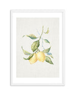 Lemons on Linen III Art Print-PRINT-Olive et Oriel-Olive et Oriel-A5 | 5.8" x 8.3" | 14.8 x 21cm-White-With White Border-Buy-Australian-Art-Prints-Online-with-Olive-et-Oriel-Your-Artwork-Specialists-Austrailia-Decorate-With-Coastal-Photo-Wall-Art-Prints-From-Our-Beach-House-Artwork-Collection-Fine-Poster-and-Framed-Artwork