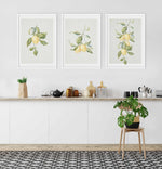 Lemons on Linen III Art Print-PRINT-Olive et Oriel-Olive et Oriel-Buy-Australian-Art-Prints-Online-with-Olive-et-Oriel-Your-Artwork-Specialists-Austrailia-Decorate-With-Coastal-Photo-Wall-Art-Prints-From-Our-Beach-House-Artwork-Collection-Fine-Poster-and-Framed-Artwork