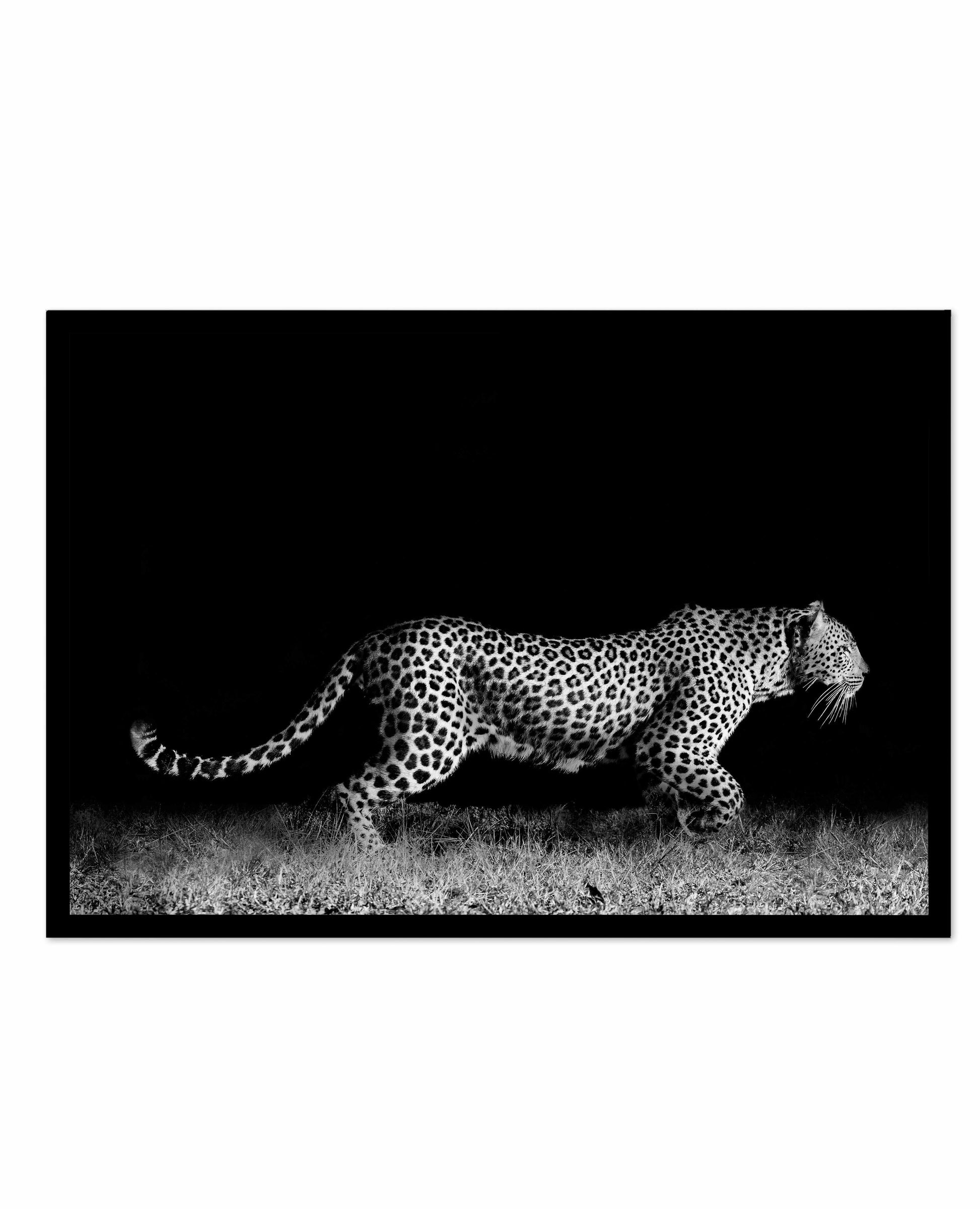 Leopard De Nuit | LS Art Print-PRINT-Olive et Oriel-Olive et Oriel-A5 | 5.8" x 8.3" | 14.8 x 21cm-Black-With White Border-Buy-Australian-Art-Prints-Online-with-Olive-et-Oriel-Your-Artwork-Specialists-Austrailia-Decorate-With-Coastal-Photo-Wall-Art-Prints-From-Our-Beach-House-Artwork-Collection-Fine-Poster-and-Framed-Artwork