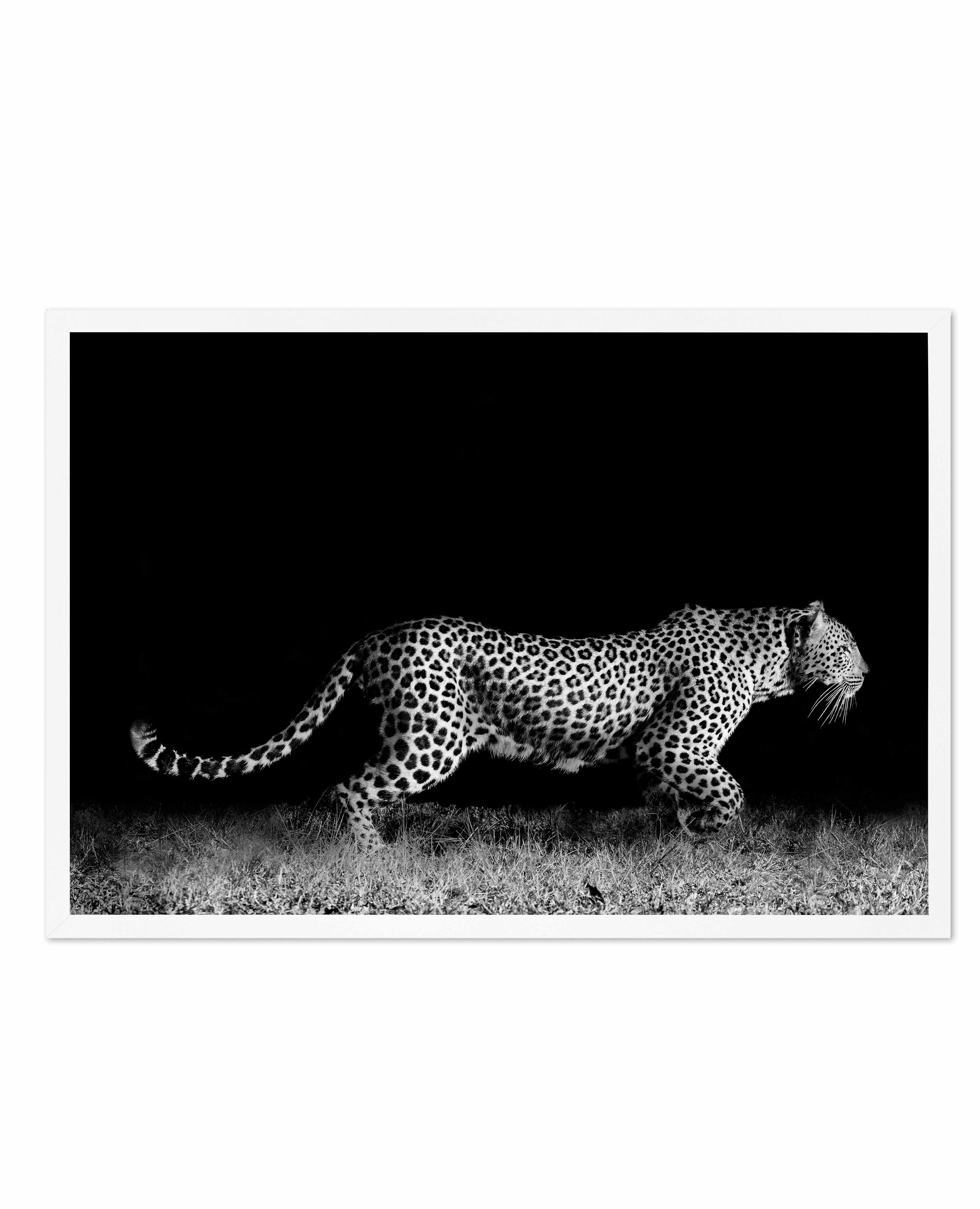 Leopard De Nuit | LS Art Print-PRINT-Olive et Oriel-Olive et Oriel-A5 | 5.8" x 8.3" | 14.8 x 21cm-White-With White Border-Buy-Australian-Art-Prints-Online-with-Olive-et-Oriel-Your-Artwork-Specialists-Austrailia-Decorate-With-Coastal-Photo-Wall-Art-Prints-From-Our-Beach-House-Artwork-Collection-Fine-Poster-and-Framed-Artwork