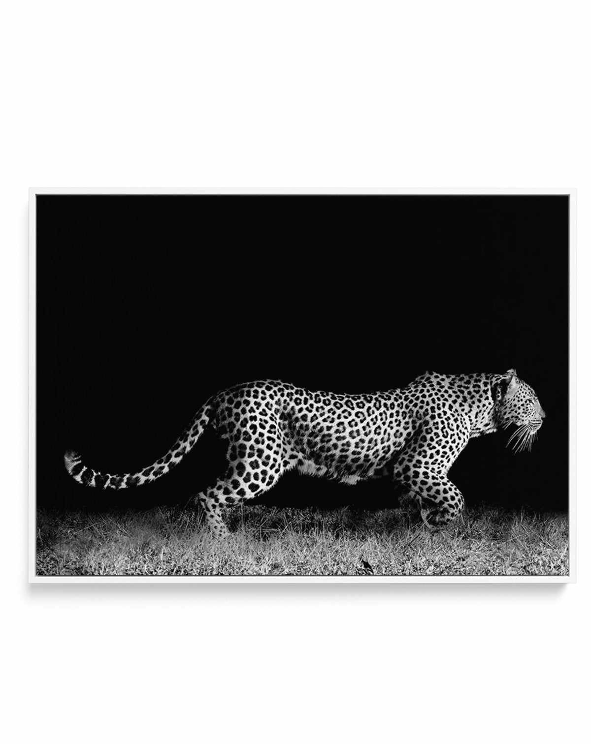 Leopard De Nuit | LS | Framed Canvas-CANVAS-You can shop wall art online with Olive et Oriel for everything from abstract art to fun kids wall art. Our beautiful modern art prints and canvas art are available from large canvas prints to wall art paintings and our proudly Australian artwork collection offers only the highest quality framed large wall art and canvas art Australia - You can buy fashion photography prints or Hampton print posters and paintings on canvas from Olive et Oriel and have 