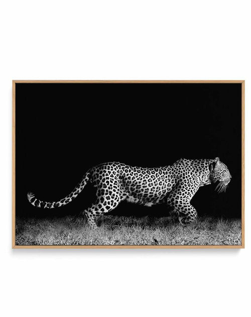Leopard De Nuit | LS | Framed Canvas-CANVAS-You can shop wall art online with Olive et Oriel for everything from abstract art to fun kids wall art. Our beautiful modern art prints and canvas art are available from large canvas prints to wall art paintings and our proudly Australian artwork collection offers only the highest quality framed large wall art and canvas art Australia - You can buy fashion photography prints or Hampton print posters and paintings on canvas from Olive et Oriel and have 