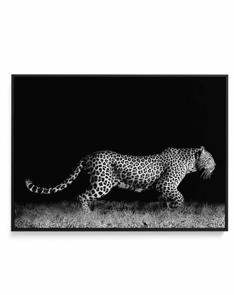 Leopard De Nuit | LS | Framed Canvas-CANVAS-You can shop wall art online with Olive et Oriel for everything from abstract art to fun kids wall art. Our beautiful modern art prints and canvas art are available from large canvas prints to wall art paintings and our proudly Australian artwork collection offers only the highest quality framed large wall art and canvas art Australia - You can buy fashion photography prints or Hampton print posters and paintings on canvas from Olive et Oriel and have 