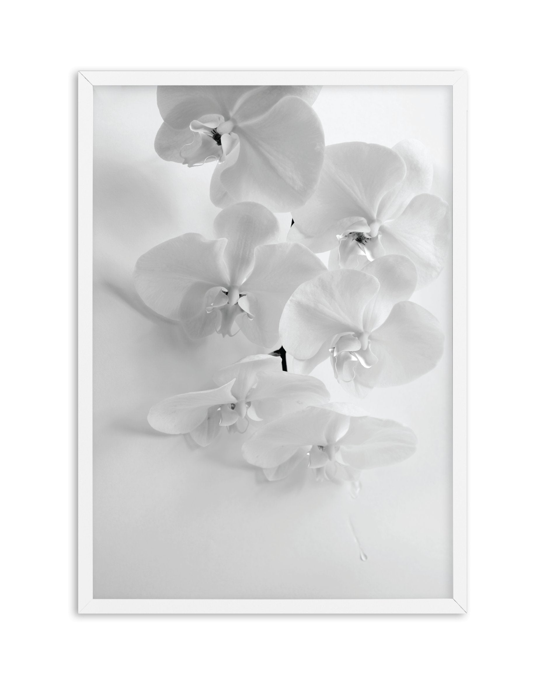 Les OrchidâˆšÂ¢Ã€Ãœâ‰ˆÂ°âˆšÃ‰â€šÃ„âˆžâˆšÂ¢Ã€Ãœâ€šÃ„â€ âˆšÃ‰Â¬â‰ âˆšÂ¢Ã€Ãœâ‰ˆÂ°âˆšÃ‰â‰ˆÃ¬âˆšÂ¢â€šÃ‡Â¨â‰ˆÂ°âˆšÃ‰â€šÃ„Ã»âˆšÃ‰Â¬Â¥âˆšÂ¢Ã€Ãœâ‰ˆÂ°âˆšÃ‰â€šÃ„âˆžâˆšÂ¢â€šÃ‡Â¨â‰ˆÂ°âˆšÃ‰â€šÃ„Ã»âˆšÃ‰Â¬âˆ‚âˆšÂ¢Ã€Ãœâ‰ˆÂ°âˆšÃ‰â€šÃ„Â°âˆšÃ‡Â¬Â¨âˆšÃ‡Â¬Â©es - Olive et Oriel | Shop Art Prints & Posters Online