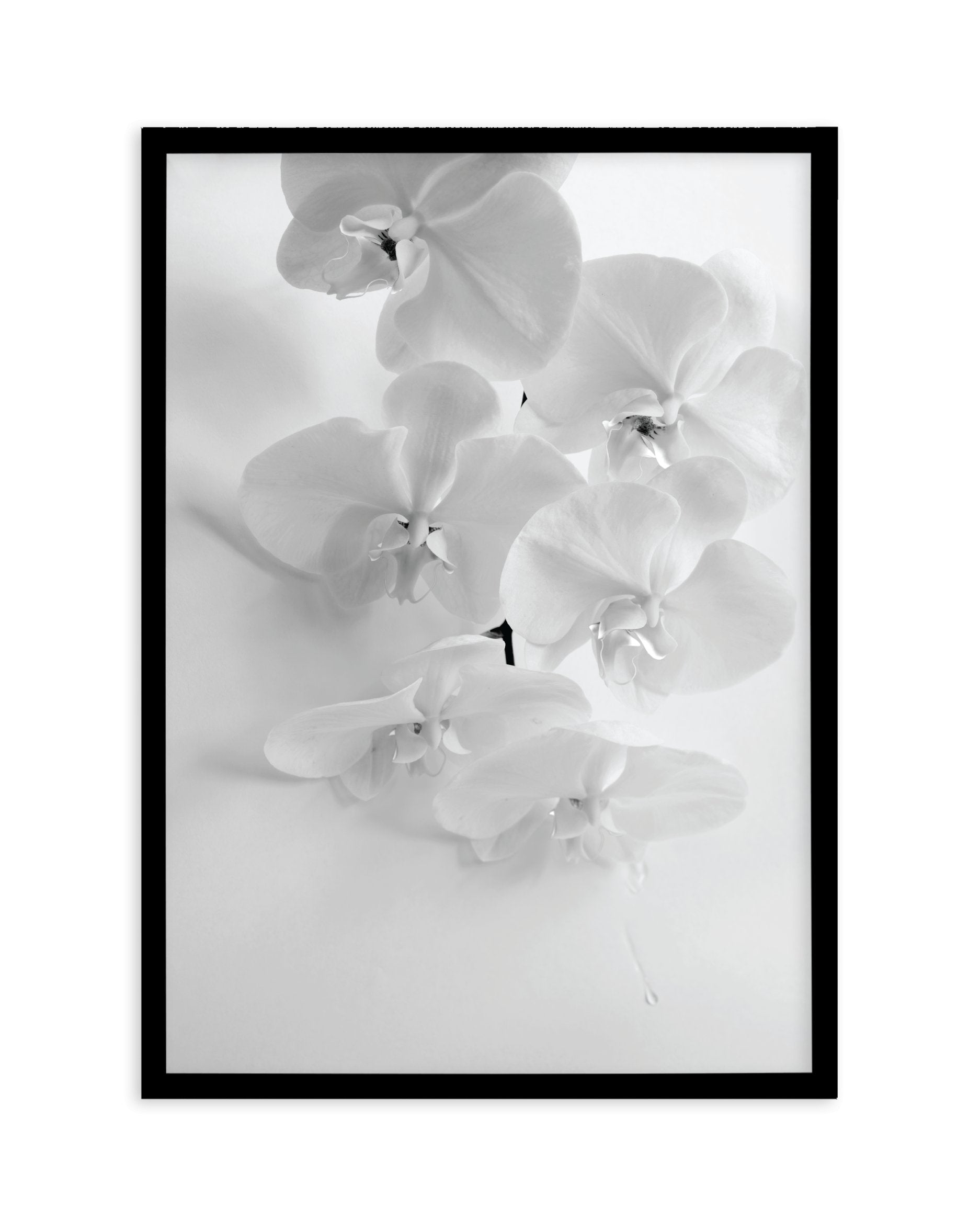 Les OrchidâˆšÂ¢Ã€Ãœâ‰ˆÂ°âˆšÃ‰â€šÃ„âˆžâˆšÂ¢Ã€Ãœâ€šÃ„â€ âˆšÃ‰Â¬â‰ âˆšÂ¢Ã€Ãœâ‰ˆÂ°âˆšÃ‰â‰ˆÃ¬âˆšÂ¢â€šÃ‡Â¨â‰ˆÂ°âˆšÃ‰â€šÃ„Ã»âˆšÃ‰Â¬Â¥âˆšÂ¢Ã€Ãœâ‰ˆÂ°âˆšÃ‰â€šÃ„âˆžâˆšÂ¢â€šÃ‡Â¨â‰ˆÂ°âˆšÃ‰â€šÃ„Ã»âˆšÃ‰Â¬âˆ‚âˆšÂ¢Ã€Ãœâ‰ˆÂ°âˆšÃ‰â€šÃ„Â°âˆšÃ‡Â¬Â¨âˆšÃ‡Â¬Â©es - Olive et Oriel | Shop Art Prints & Posters Online