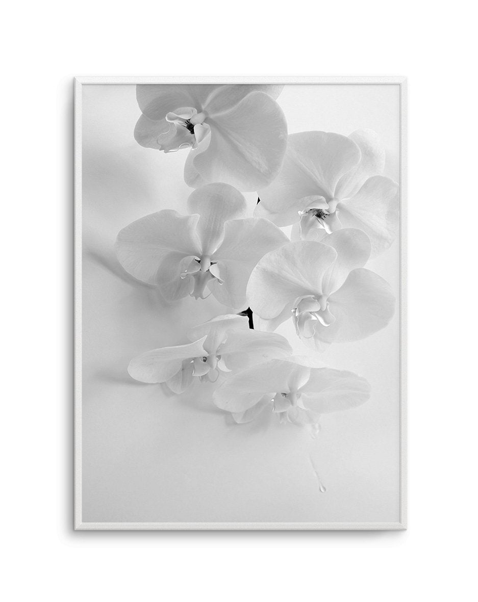 Les OrchidâˆšÂ¢Ã€Ãœâ‰ˆÂ°âˆšÃ‰â€šÃ„âˆžâˆšÂ¢Ã€Ãœâ€šÃ„â€ âˆšÃ‰Â¬â‰ âˆšÂ¢Ã€Ãœâ‰ˆÂ°âˆšÃ‰â‰ˆÃ¬âˆšÂ¢â€šÃ‡Â¨â‰ˆÂ°âˆšÃ‰â€šÃ„Ã»âˆšÃ‰Â¬Â¥âˆšÂ¢Ã€Ãœâ‰ˆÂ°âˆšÃ‰â€šÃ„âˆžâˆšÂ¢â€šÃ‡Â¨â‰ˆÂ°âˆšÃ‰â€šÃ„Ã»âˆšÃ‰Â¬âˆ‚âˆšÂ¢Ã€Ãœâ‰ˆÂ°âˆšÃ‰â€šÃ„Â°âˆšÃ‡Â¬Â¨âˆšÃ‡Â¬Â©es - Olive et Oriel | Shop Art Prints & Posters Online