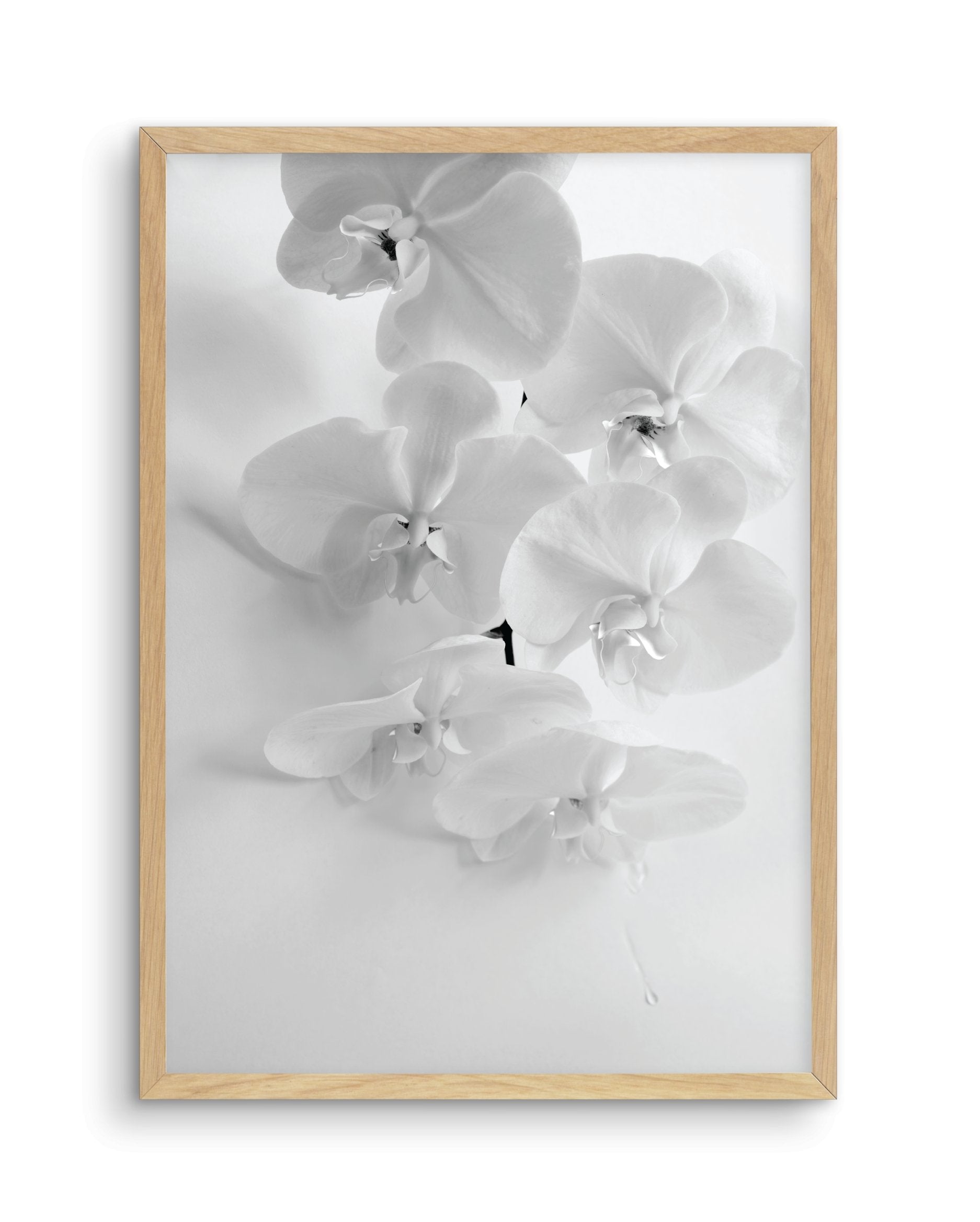 Les OrchidâˆšÂ¢Ã€Ãœâ‰ˆÂ°âˆšÃ‰â€šÃ„âˆžâˆšÂ¢Ã€Ãœâ€šÃ„â€ âˆšÃ‰Â¬â‰ âˆšÂ¢Ã€Ãœâ‰ˆÂ°âˆšÃ‰â‰ˆÃ¬âˆšÂ¢â€šÃ‡Â¨â‰ˆÂ°âˆšÃ‰â€šÃ„Ã»âˆšÃ‰Â¬Â¥âˆšÂ¢Ã€Ãœâ‰ˆÂ°âˆšÃ‰â€šÃ„âˆžâˆšÂ¢â€šÃ‡Â¨â‰ˆÂ°âˆšÃ‰â€šÃ„Ã»âˆšÃ‰Â¬âˆ‚âˆšÂ¢Ã€Ãœâ‰ˆÂ°âˆšÃ‰â€šÃ„Â°âˆšÃ‡Â¬Â¨âˆšÃ‡Â¬Â©es - Olive et Oriel | Shop Art Prints & Posters Online