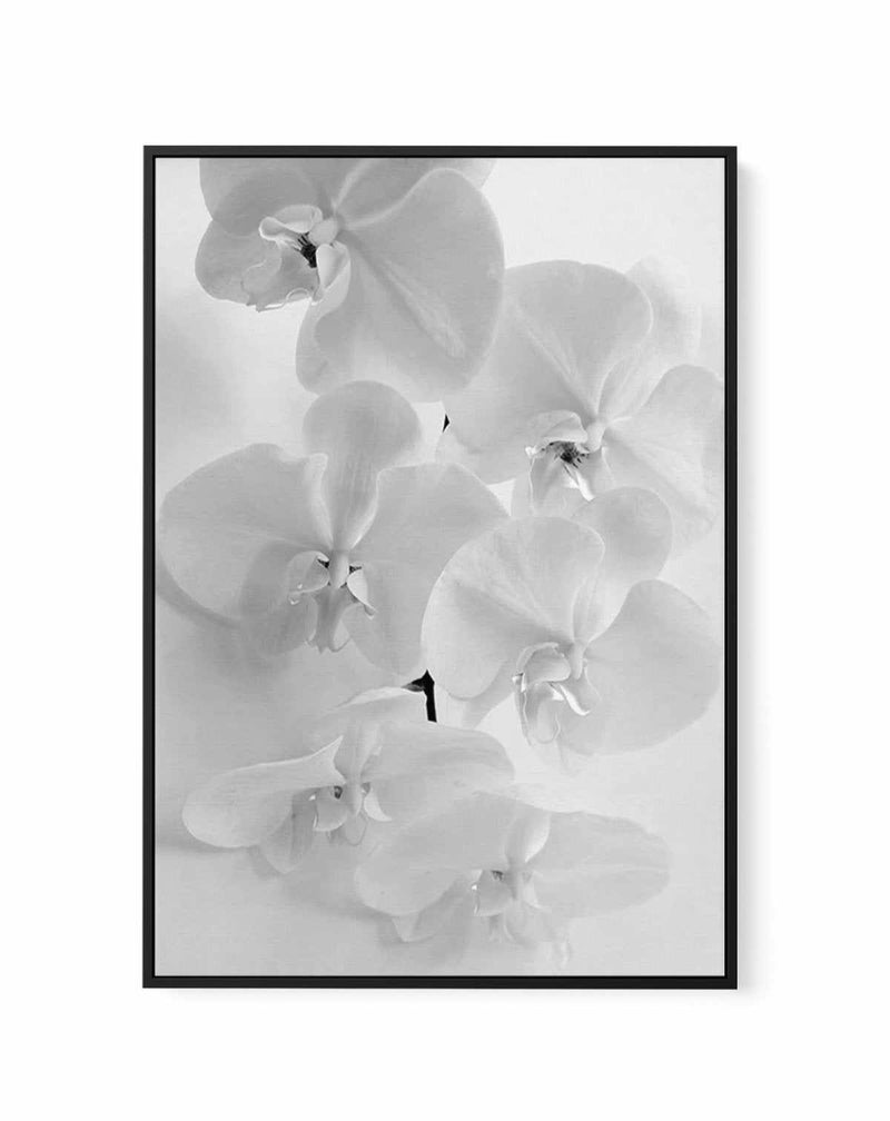 Les Orchids | Framed Canvas-CANVAS-You can shop wall art online with Olive et Oriel for everything from abstract art to fun kids wall art. Our beautiful modern art prints and canvas art are available from large canvas prints to wall art paintings and our proudly Australian artwork collection offers only the highest quality framed large wall art and canvas art Australia - You can buy fashion photography prints or Hampton print posters and paintings on canvas from Olive et Oriel and have them deli