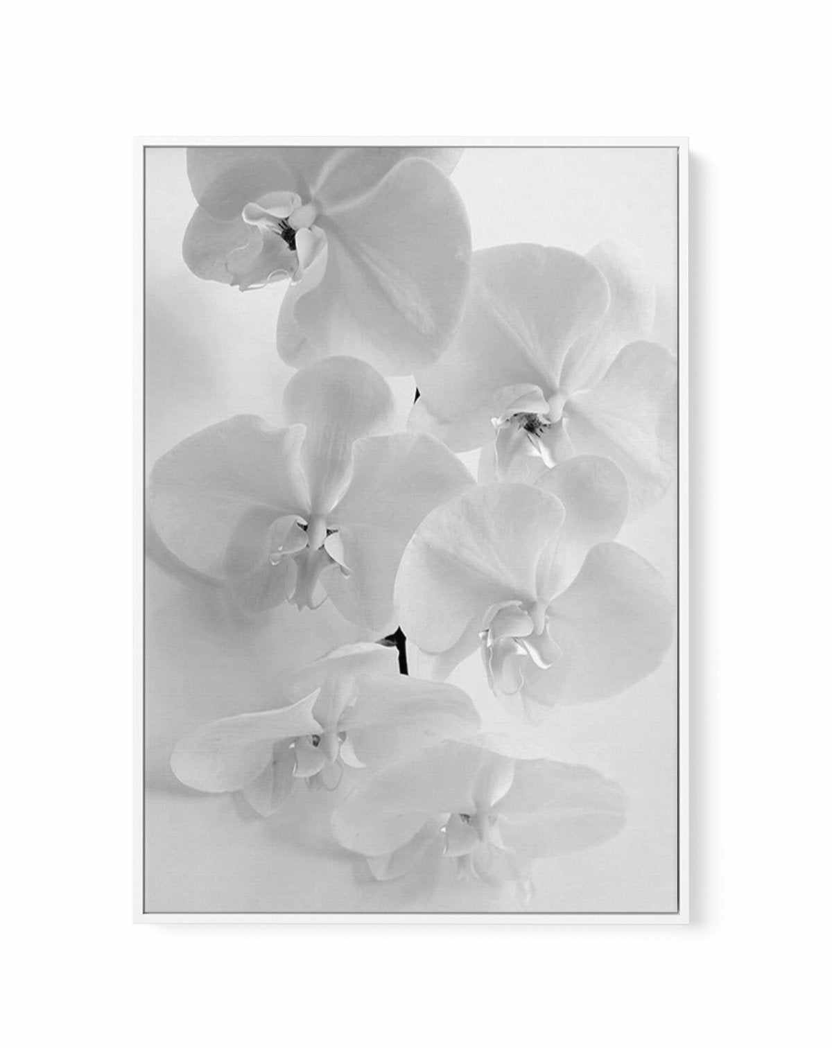 Les Orchids | Framed Canvas-CANVAS-You can shop wall art online with Olive et Oriel for everything from abstract art to fun kids wall art. Our beautiful modern art prints and canvas art are available from large canvas prints to wall art paintings and our proudly Australian artwork collection offers only the highest quality framed large wall art and canvas art Australia - You can buy fashion photography prints or Hampton print posters and paintings on canvas from Olive et Oriel and have them deli