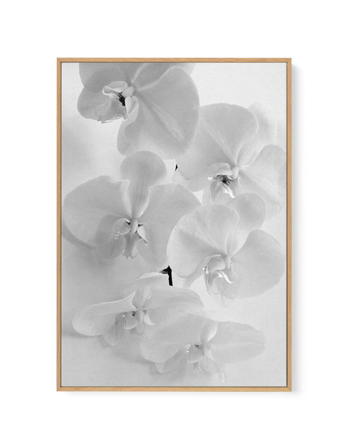 Les Orchids | Framed Canvas-CANVAS-You can shop wall art online with Olive et Oriel for everything from abstract art to fun kids wall art. Our beautiful modern art prints and canvas art are available from large canvas prints to wall art paintings and our proudly Australian artwork collection offers only the highest quality framed large wall art and canvas art Australia - You can buy fashion photography prints or Hampton print posters and paintings on canvas from Olive et Oriel and have them deli