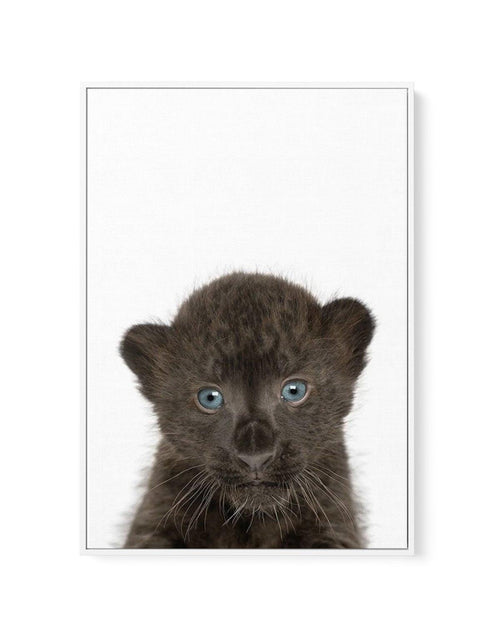 Little Black Leopard Cub | Framed Canvas-CANVAS-You can shop wall art online with Olive et Oriel for everything from abstract art to fun kids wall art. Our beautiful modern art prints and canvas art are available from large canvas prints to wall art paintings and our proudly Australian artwork collection offers only the highest quality framed large wall art and canvas art Australia - You can buy fashion photography prints or Hampton print posters and paintings on canvas from Olive et Oriel and h