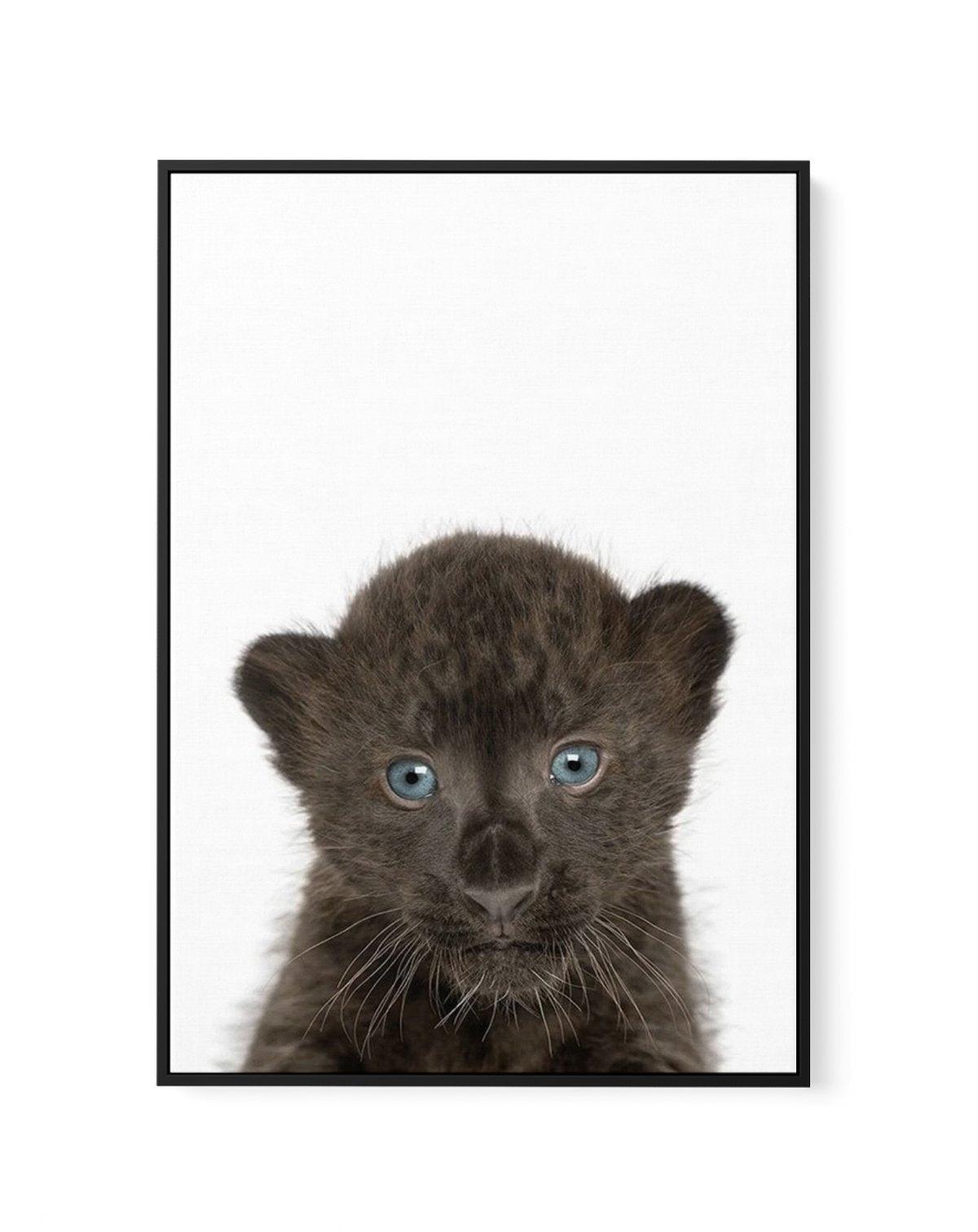 Little Black Leopard Cub | Framed Canvas-CANVAS-You can shop wall art online with Olive et Oriel for everything from abstract art to fun kids wall art. Our beautiful modern art prints and canvas art are available from large canvas prints to wall art paintings and our proudly Australian artwork collection offers only the highest quality framed large wall art and canvas art Australia - You can buy fashion photography prints or Hampton print posters and paintings on canvas from Olive et Oriel and h