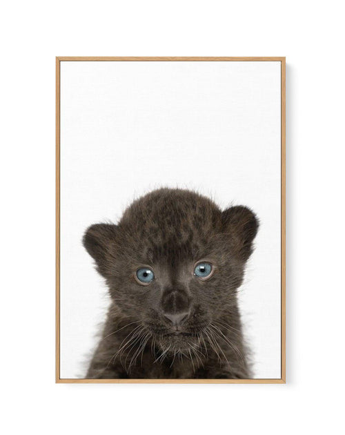 Little Black Leopard Cub | Framed Canvas-CANVAS-You can shop wall art online with Olive et Oriel for everything from abstract art to fun kids wall art. Our beautiful modern art prints and canvas art are available from large canvas prints to wall art paintings and our proudly Australian artwork collection offers only the highest quality framed large wall art and canvas art Australia - You can buy fashion photography prints or Hampton print posters and paintings on canvas from Olive et Oriel and h