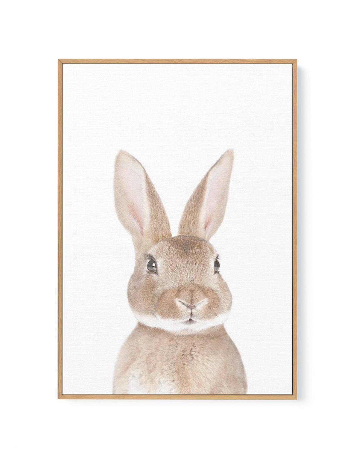 Little Bunny | Framed Canvas-CANVAS-You can shop wall art online with Olive et Oriel for everything from abstract art to fun kids wall art. Our beautiful modern art prints and canvas art are available from large canvas prints to wall art paintings and our proudly Australian artwork collection offers only the highest quality framed large wall art and canvas art Australia - You can buy fashion photography prints or Hampton print posters and paintings on canvas from Olive et Oriel and have them del