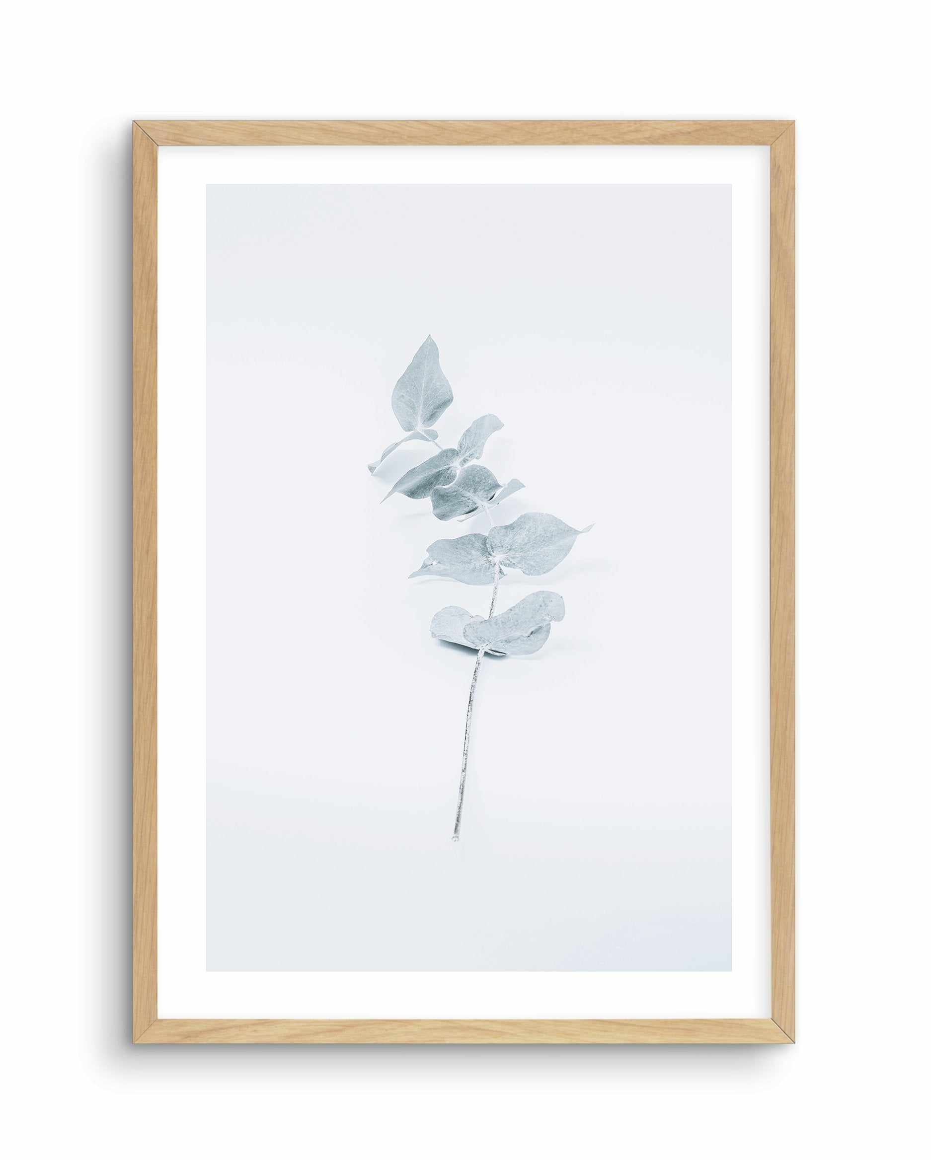 Little Eucalyptus Art Print-PRINT-Olive et Oriel-Olive et Oriel-A4 | 8.3" x 11.7" | 21 x 29.7cm-Oak-With White Border-Buy-Australian-Art-Prints-Online-with-Olive-et-Oriel-Your-Artwork-Specialists-Austrailia-Decorate-With-Coastal-Photo-Wall-Art-Prints-From-Our-Beach-House-Artwork-Collection-Fine-Poster-and-Framed-Artwork