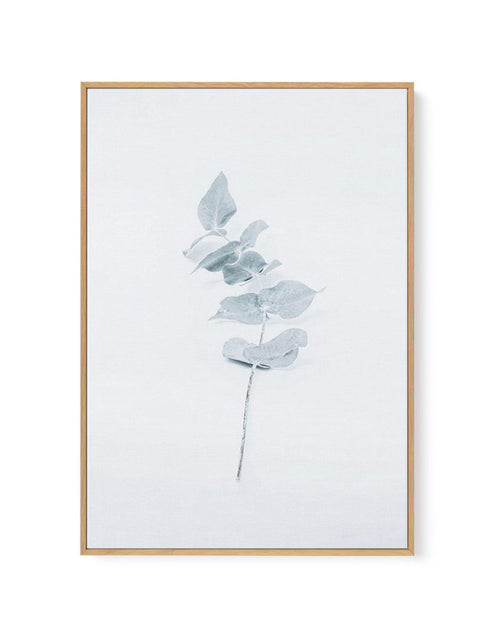 Little Eucalyptus | Framed Canvas-CANVAS-You can shop wall art online with Olive et Oriel for everything from abstract art to fun kids wall art. Our beautiful modern art prints and canvas art are available from large canvas prints to wall art paintings and our proudly Australian artwork collection offers only the highest quality framed large wall art and canvas art Australia - You can buy fashion photography prints or Hampton print posters and paintings on canvas from Olive et Oriel and have the