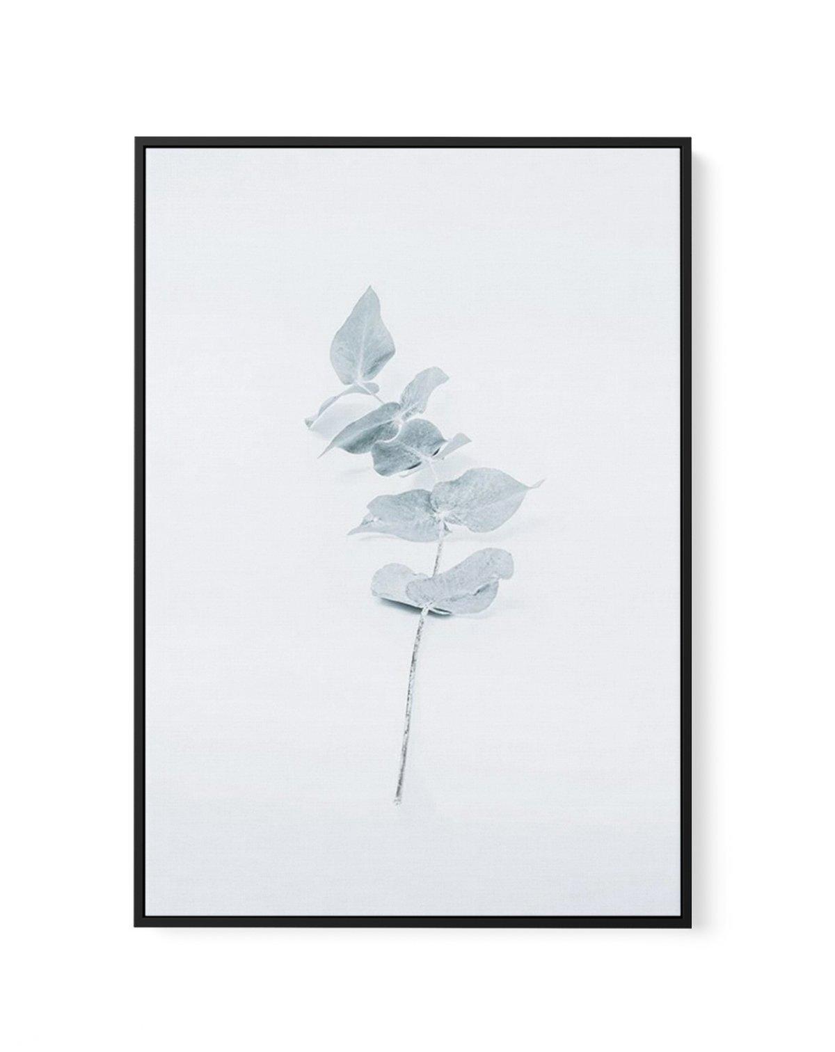 Little Eucalyptus | Framed Canvas-CANVAS-You can shop wall art online with Olive et Oriel for everything from abstract art to fun kids wall art. Our beautiful modern art prints and canvas art are available from large canvas prints to wall art paintings and our proudly Australian artwork collection offers only the highest quality framed large wall art and canvas art Australia - You can buy fashion photography prints or Hampton print posters and paintings on canvas from Olive et Oriel and have the