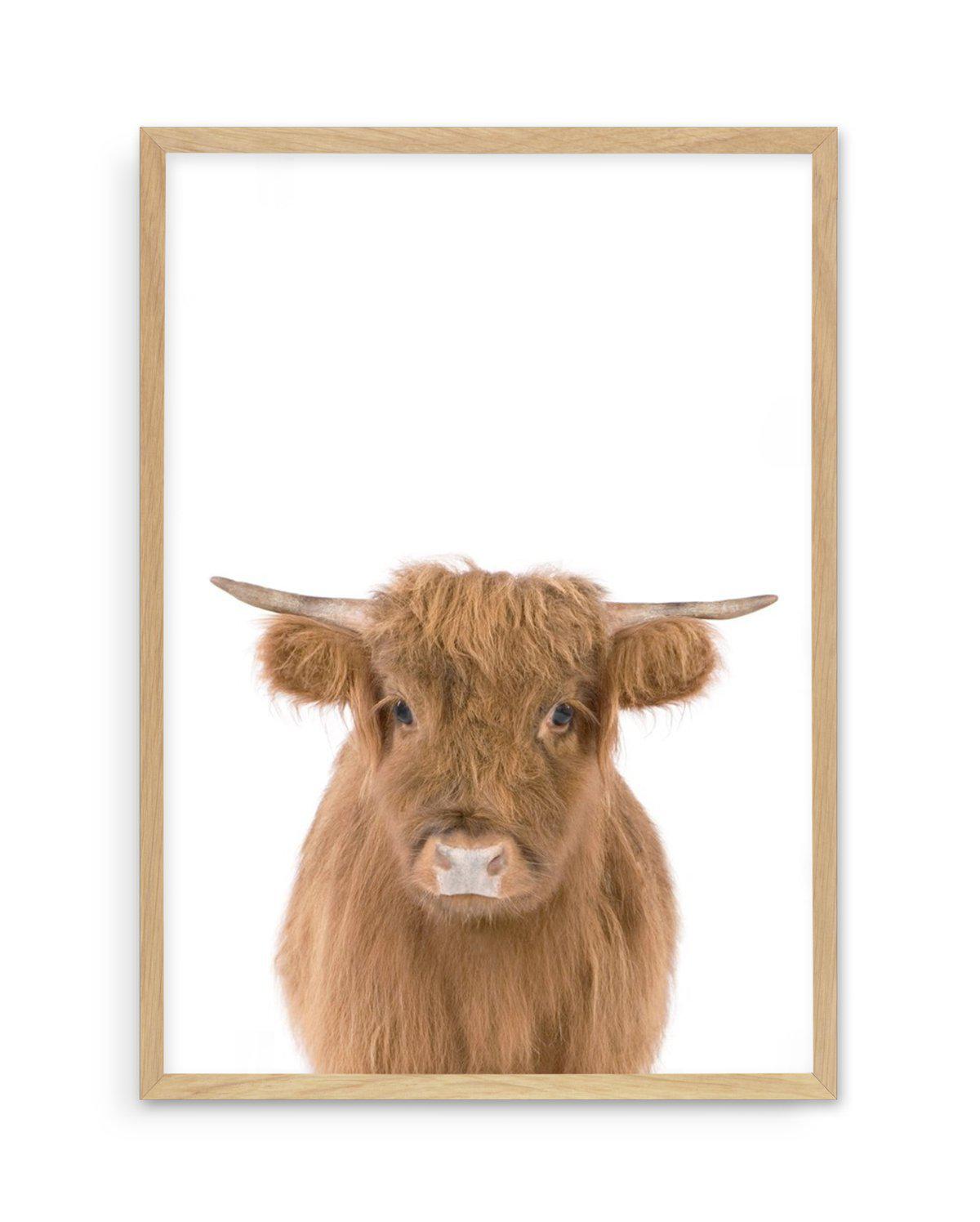 Little Highlander Cow Art Print-PRINT-Olive et Oriel-Olive et Oriel-A5 | 5.8" x 8.3" | 14.8 x 21cm-Oak-With White Border-Buy-Australian-Art-Prints-Online-with-Olive-et-Oriel-Your-Artwork-Specialists-Austrailia-Decorate-With-Coastal-Photo-Wall-Art-Prints-From-Our-Beach-House-Artwork-Collection-Fine-Poster-and-Framed-Artwork