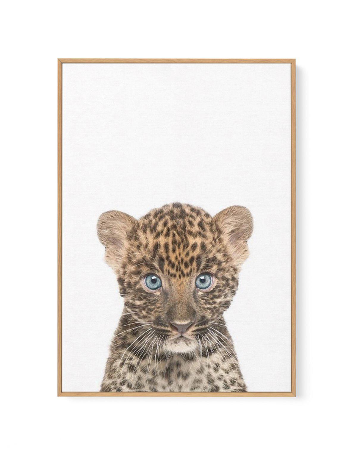 Little Leopard Cub | Framed Canvas-CANVAS-You can shop wall art online with Olive et Oriel for everything from abstract art to fun kids wall art. Our beautiful modern art prints and canvas art are available from large canvas prints to wall art paintings and our proudly Australian artwork collection offers only the highest quality framed large wall art and canvas art Australia - You can buy fashion photography prints or Hampton print posters and paintings on canvas from Olive et Oriel and have th