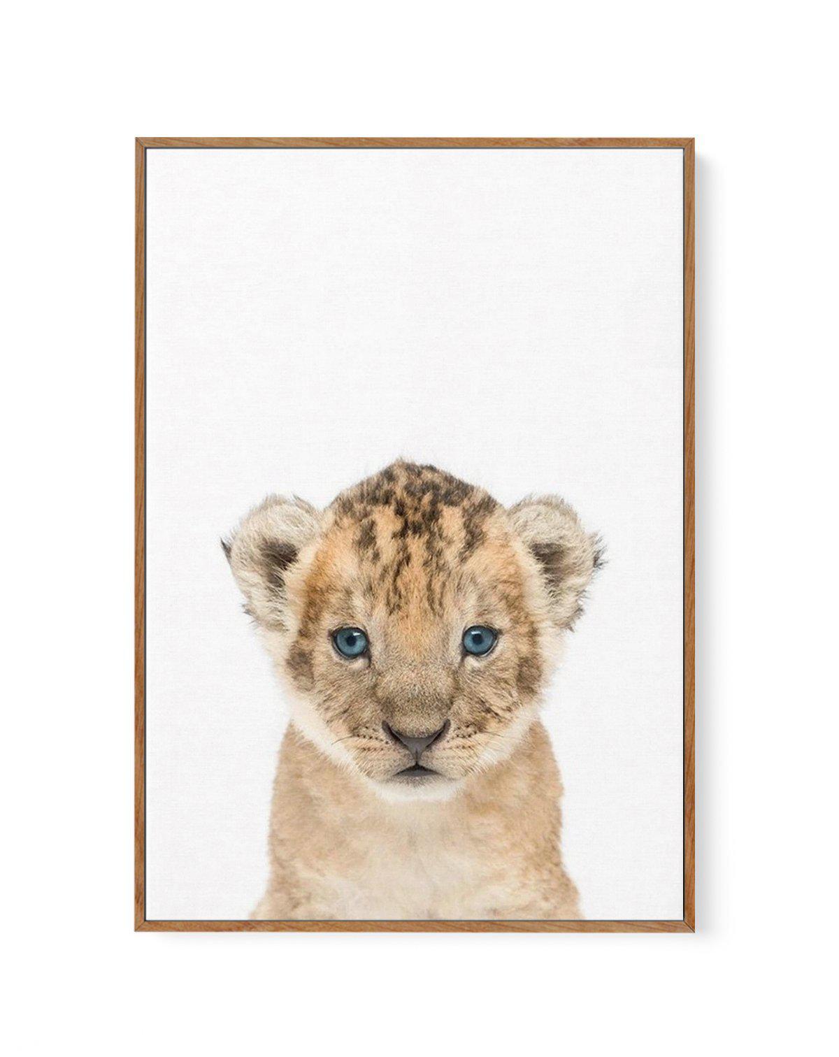 Little Lion Cub | Framed Canvas-CANVAS-You can shop wall art online with Olive et Oriel for everything from abstract art to fun kids wall art. Our beautiful modern art prints and canvas art are available from large canvas prints to wall art paintings and our proudly Australian artwork collection offers only the highest quality framed large wall art and canvas art Australia - You can buy fashion photography prints or Hampton print posters and paintings on canvas from Olive et Oriel and have them 