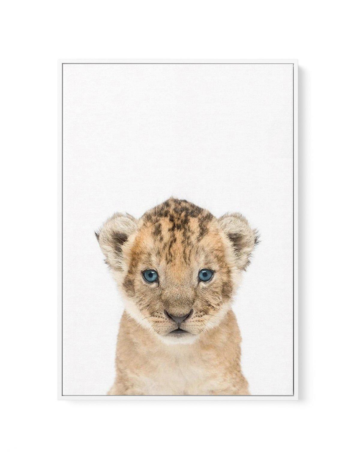 Little Lion Cub | Framed Canvas-CANVAS-You can shop wall art online with Olive et Oriel for everything from abstract art to fun kids wall art. Our beautiful modern art prints and canvas art are available from large canvas prints to wall art paintings and our proudly Australian artwork collection offers only the highest quality framed large wall art and canvas art Australia - You can buy fashion photography prints or Hampton print posters and paintings on canvas from Olive et Oriel and have them 