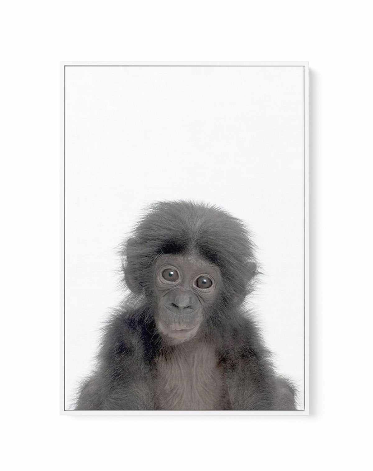 Little Monkey | Framed Canvas-CANVAS-You can shop wall art online with Olive et Oriel for everything from abstract art to fun kids wall art. Our beautiful modern art prints and canvas art are available from large canvas prints to wall art paintings and our proudly Australian artwork collection offers only the highest quality framed large wall art and canvas art Australia - You can buy fashion photography prints or Hampton print posters and paintings on canvas from Olive et Oriel and have them de