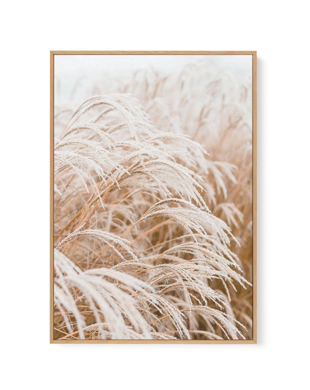 Little Pampas | Framed Canvas-CANVAS-You can shop wall art online with Olive et Oriel for everything from abstract art to fun kids wall art. Our beautiful modern art prints and canvas art are available from large canvas prints to wall art paintings and our proudly Australian artwork collection offers only the highest quality framed large wall art and canvas art Australia - You can buy fashion photography prints or Hampton print posters and paintings on canvas from Olive et Oriel and have them de