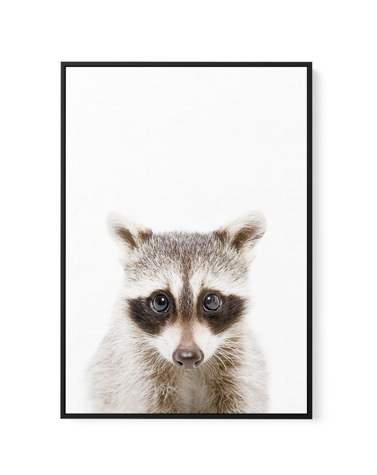 Little Raccoon | Framed Canvas-CANVAS-You can shop wall art online with Olive et Oriel for everything from abstract art to fun kids wall art. Our beautiful modern art prints and canvas art are available from large canvas prints to wall art paintings and our proudly Australian artwork collection offers only the highest quality framed large wall art and canvas art Australia - You can buy fashion photography prints or Hampton print posters and paintings on canvas from Olive et Oriel and have them d