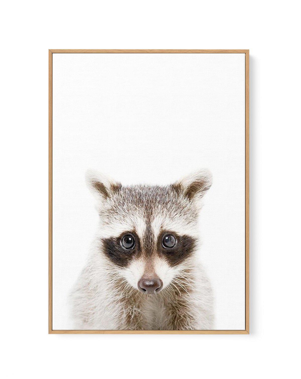 Little Raccoon | Framed Canvas-CANVAS-You can shop wall art online with Olive et Oriel for everything from abstract art to fun kids wall art. Our beautiful modern art prints and canvas art are available from large canvas prints to wall art paintings and our proudly Australian artwork collection offers only the highest quality framed large wall art and canvas art Australia - You can buy fashion photography prints or Hampton print posters and paintings on canvas from Olive et Oriel and have them d